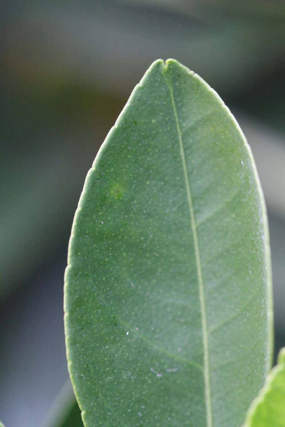              Margin (Goutoucheng, Riverside, CA)       